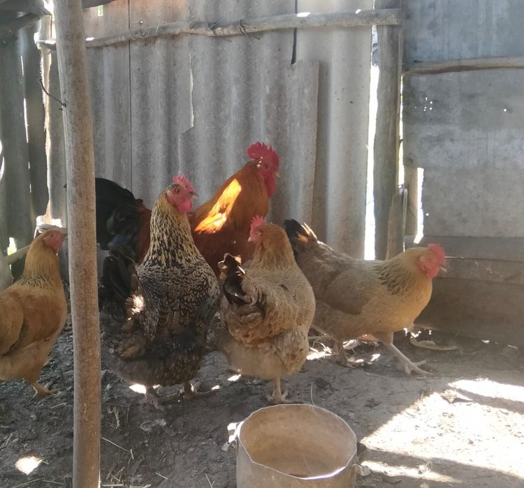 Инкубаторга жумыртка