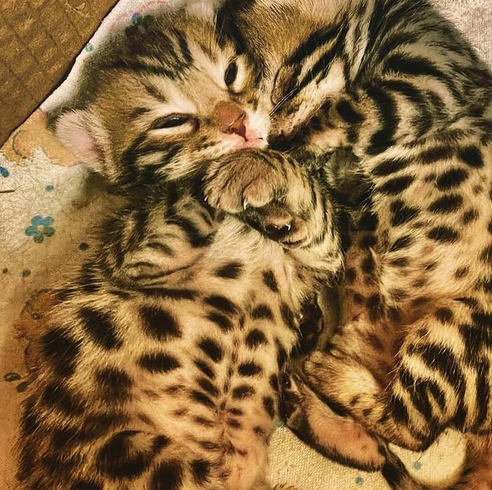 Бенгальские котята