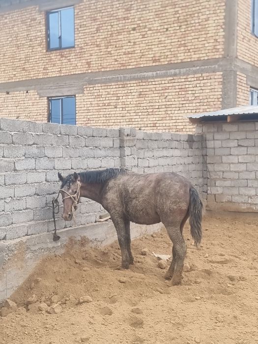 Палтарашка сойылатын
