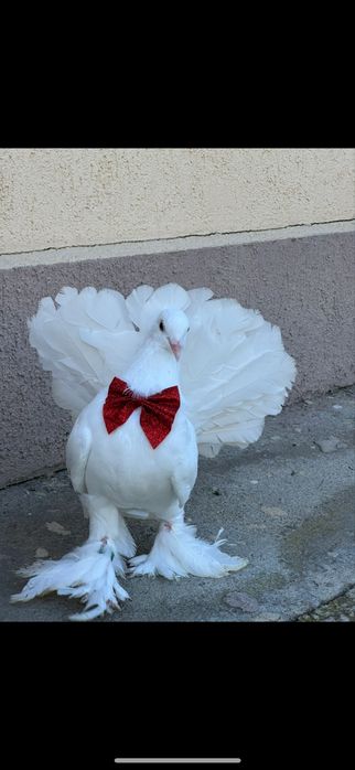 Inchiriez porumbei pentru evenimente