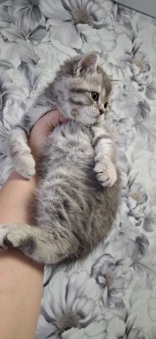 Шотландская малышка девочка