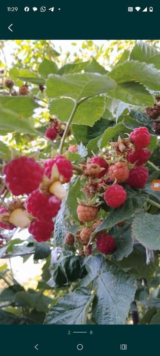 Малина отростки для посадки