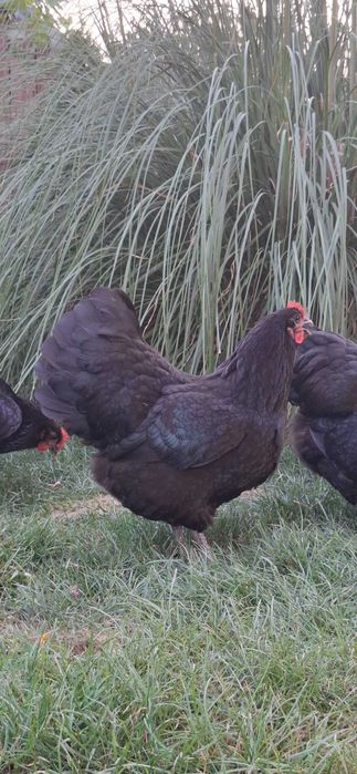Puicii australorp negru