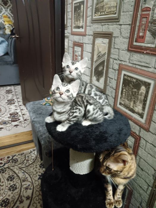 Продаются бенгалы