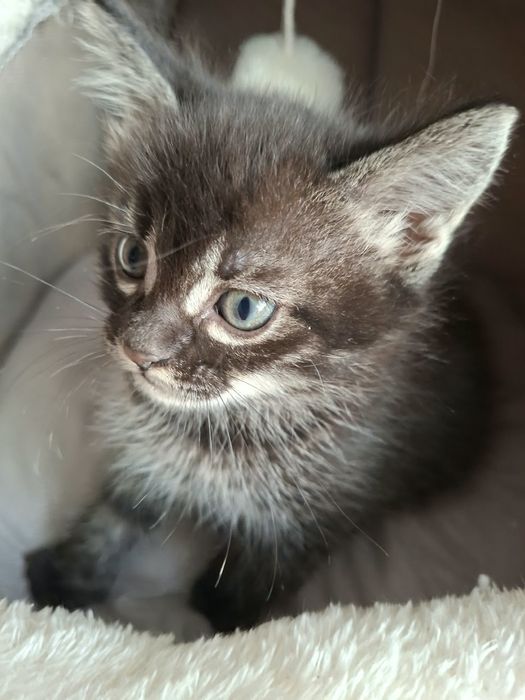 Отдам красивых  котят!!!