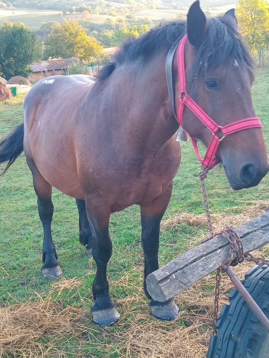 Vând iapă murga de 3 ani