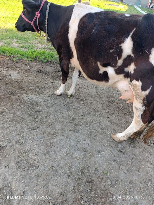 Сүтті сиыр сатылады