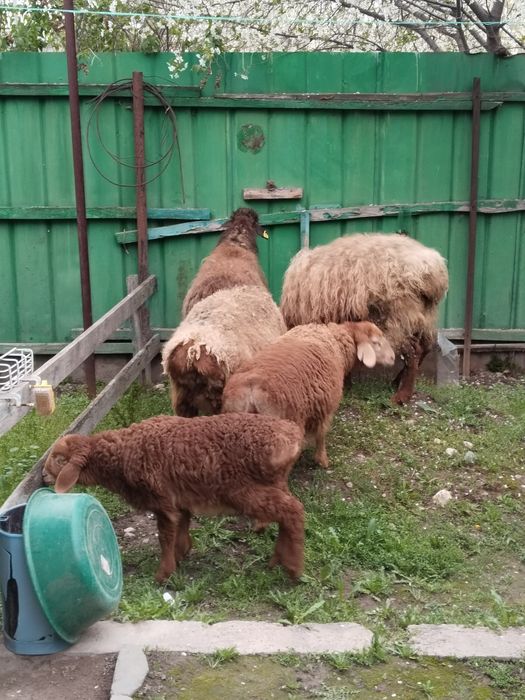 4 Козылы койлар сатылады