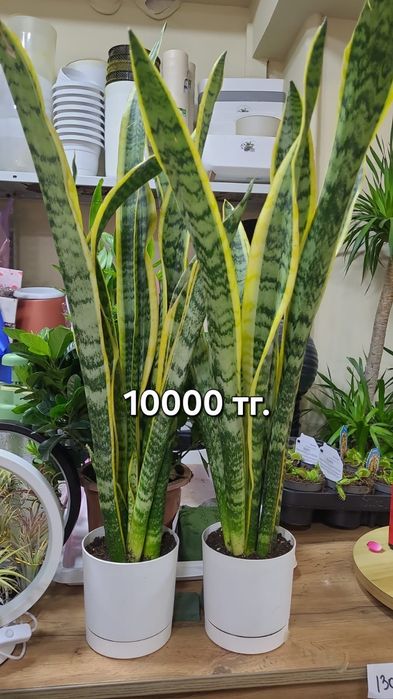 Комнатные цветы для дома и офиса