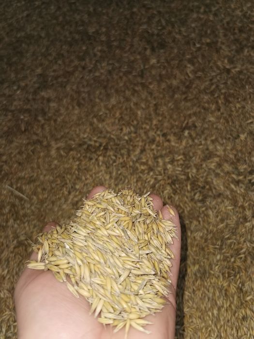 Vând Porumb, Grâu și Ovăz !!!