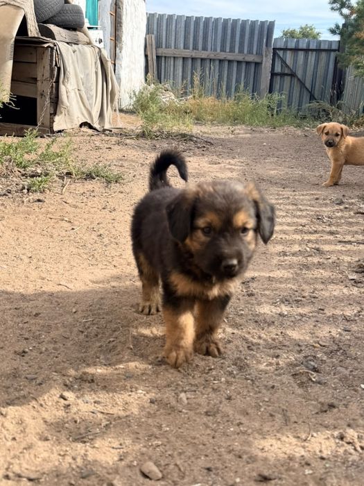 Отдам щенков в добрые руки