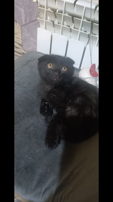 Котенок вислоухий
