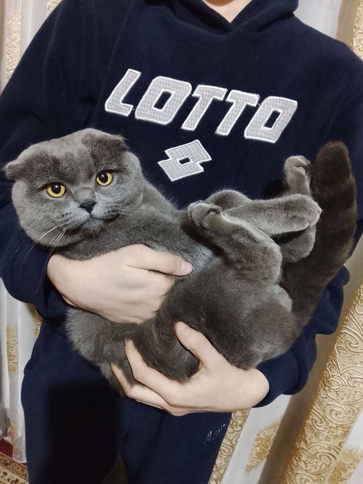 Scottish fold Mushuk sotiladi!