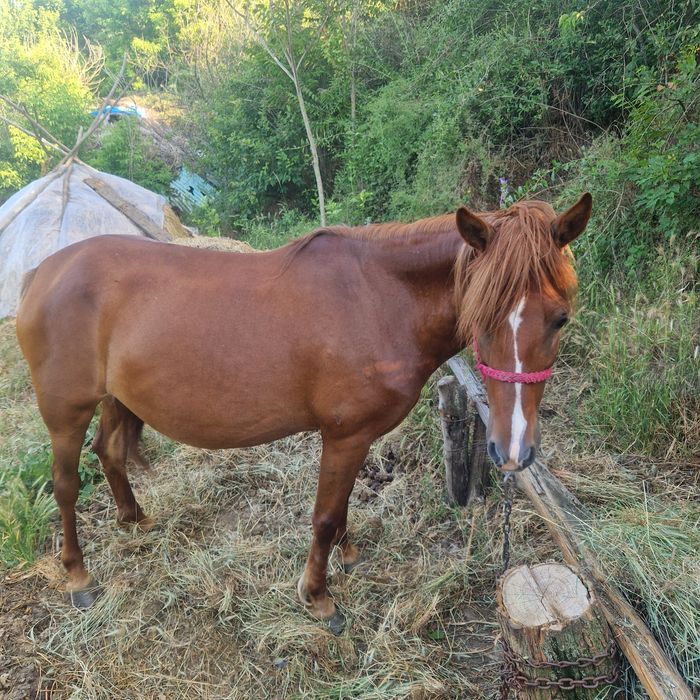 Iapa de vânzare Bârlad
