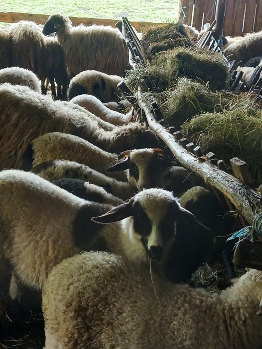 De vânzare miei de paste