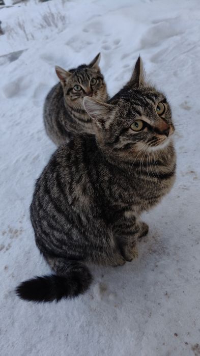 Срочно ищем дом котятам.