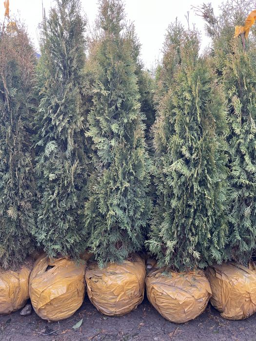 Саженцы оптом продам