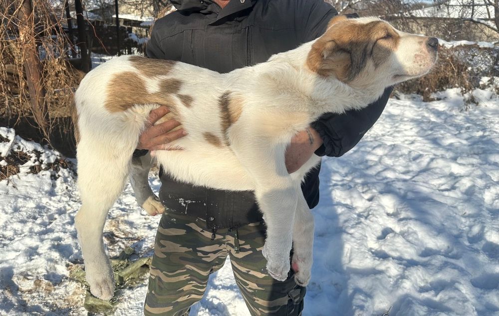 Щенки алабай 3.5 мес