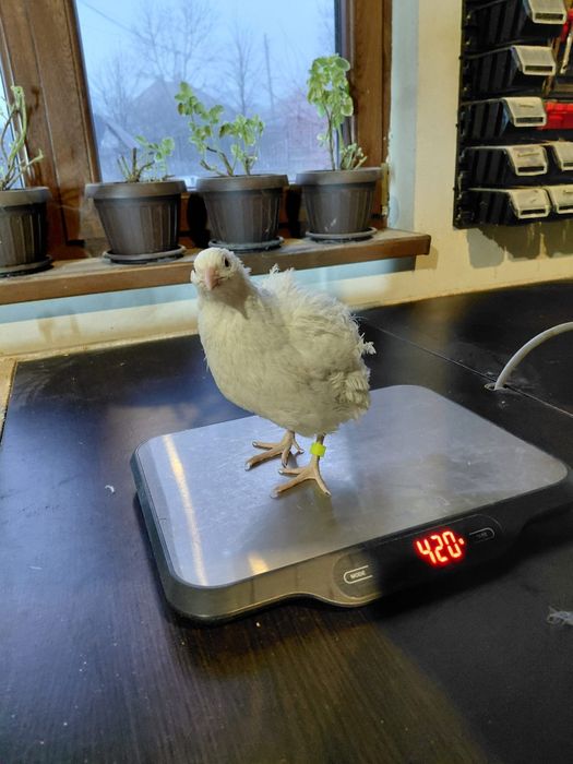 Prepelițe jumbo gold,polare,tibetane și japoneze mari de vânzare