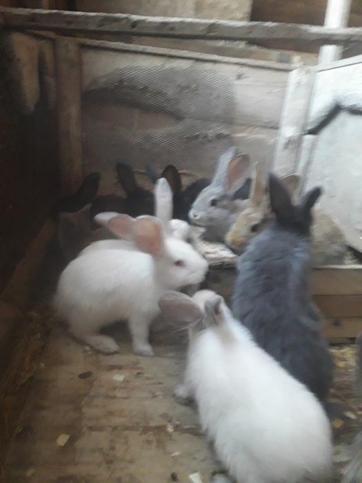 Крольчата 8месяца фландры великаны