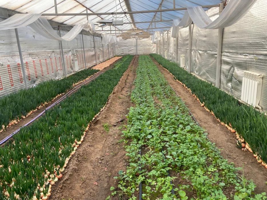 Сдается в аренду теплица, общей площадью 1000 кВ.м.