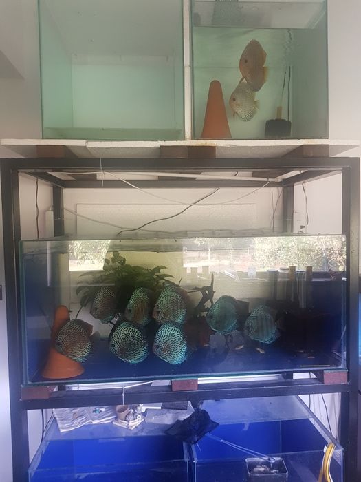 Rastel acvarii plus acvarii