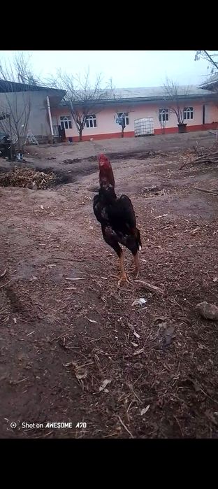 Мартский шөже сатылады