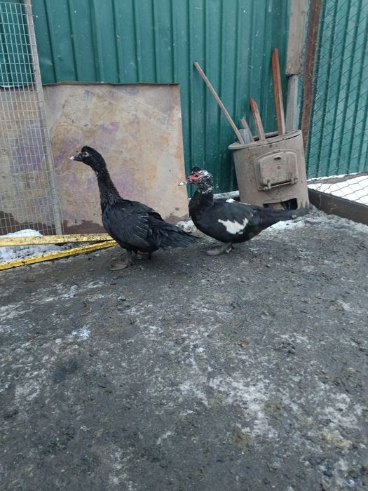 Утки продам или обмен