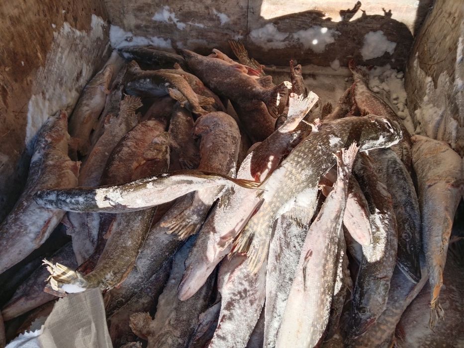 Продам Торгайску щуку