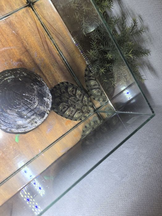 Продам черепаху.