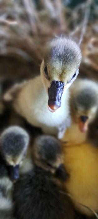 Boboci si oua de incubat