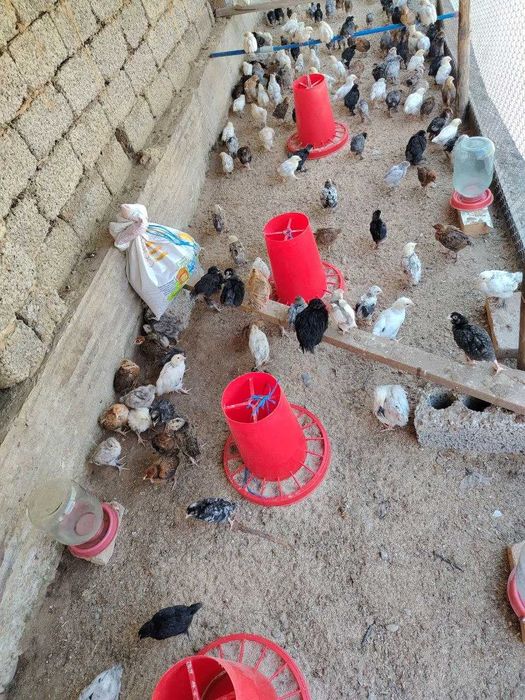 adler koreyski jojalar