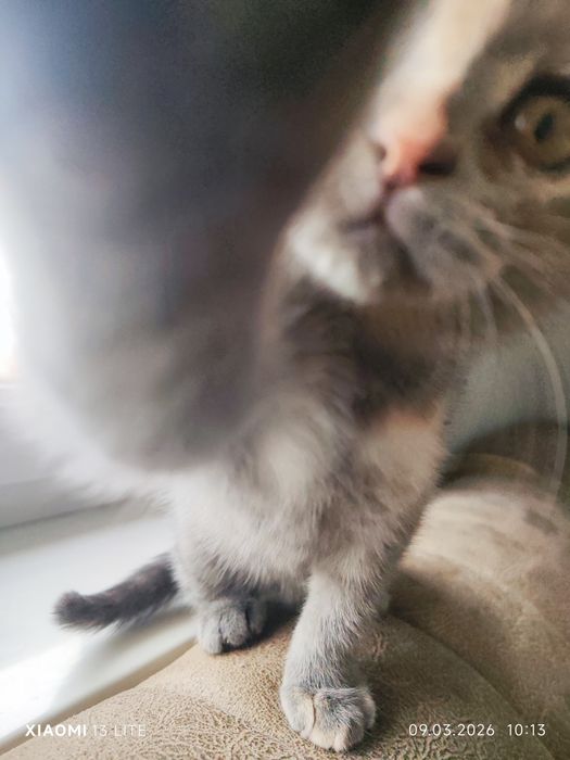 Skotish fold mushkcha sotiladi