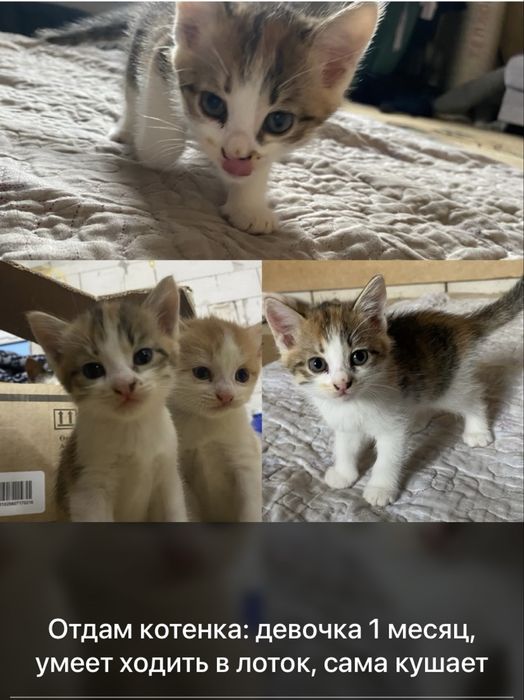 Отдам котят в доброе руки.