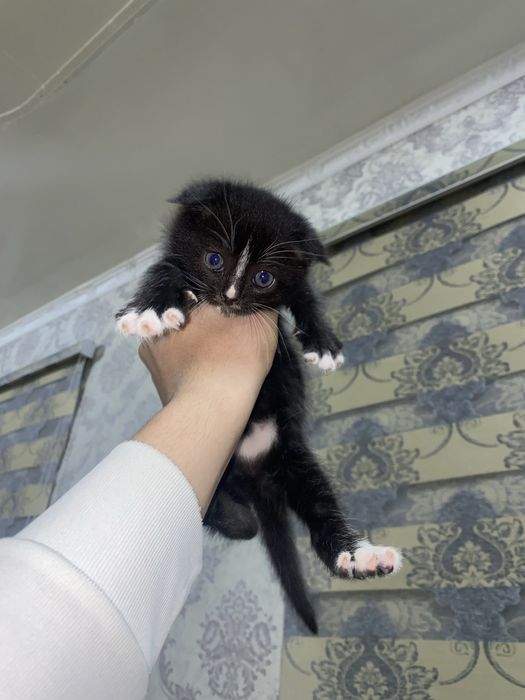 Skotish fold sotiladi