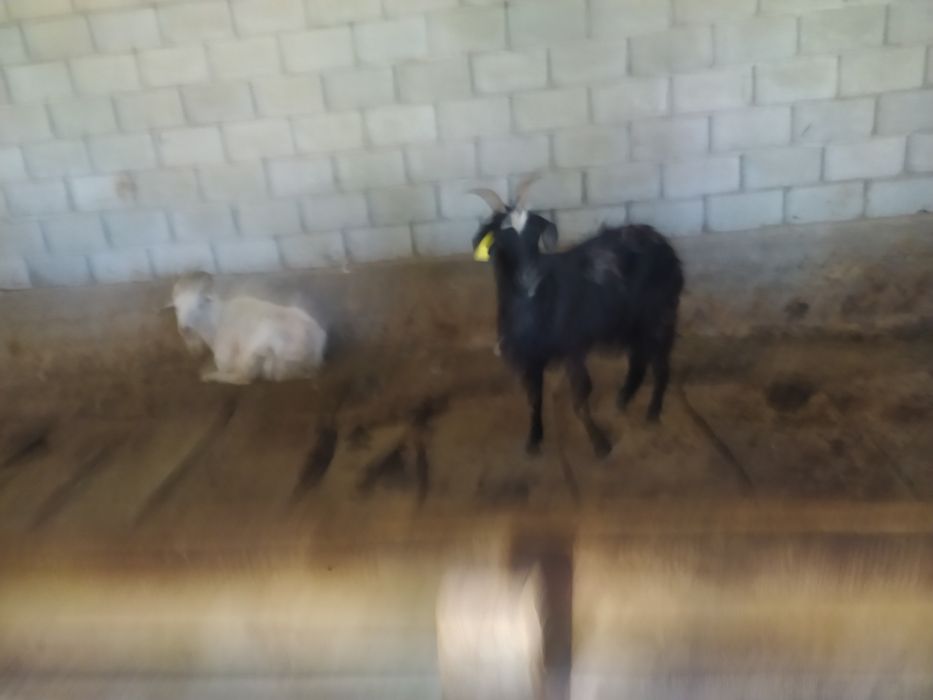 Жатырдағы порно спермы