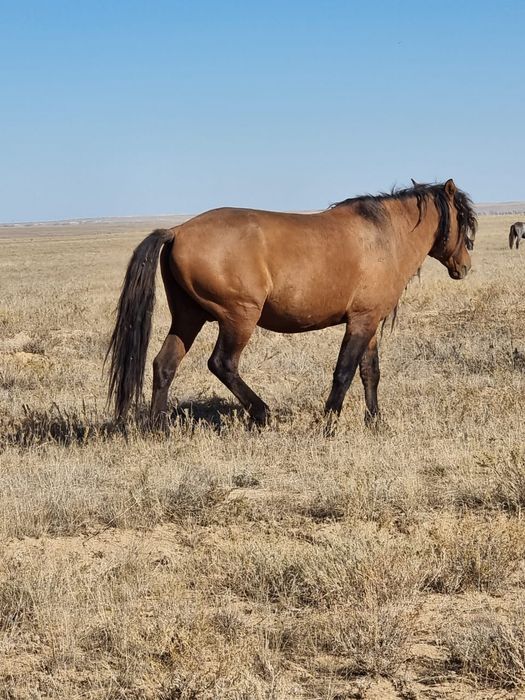 Құла айғыр сатылады.