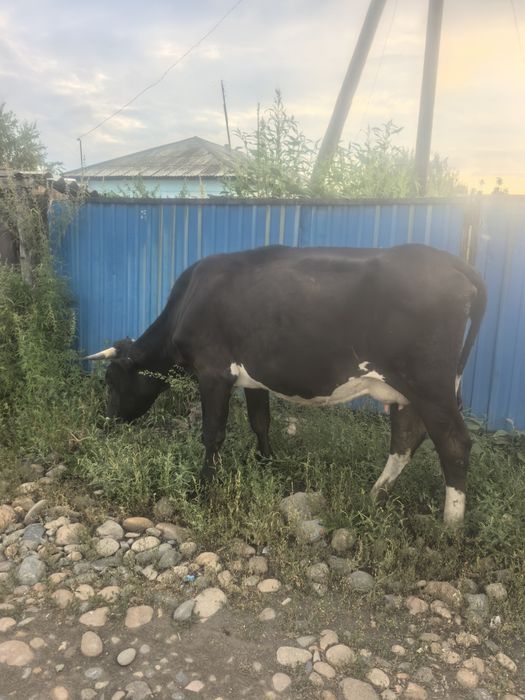 Продам первотелку
