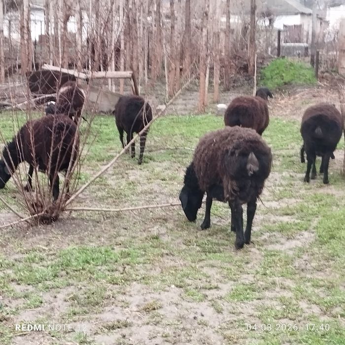 Куй ва кузилар сотилади еб ичиши зур