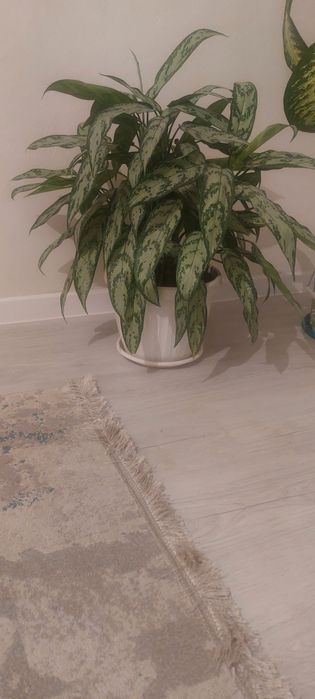 Продаю красивый комнатный цветок за 5000