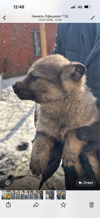 Щенки отдаем в добрые руки бесплатно