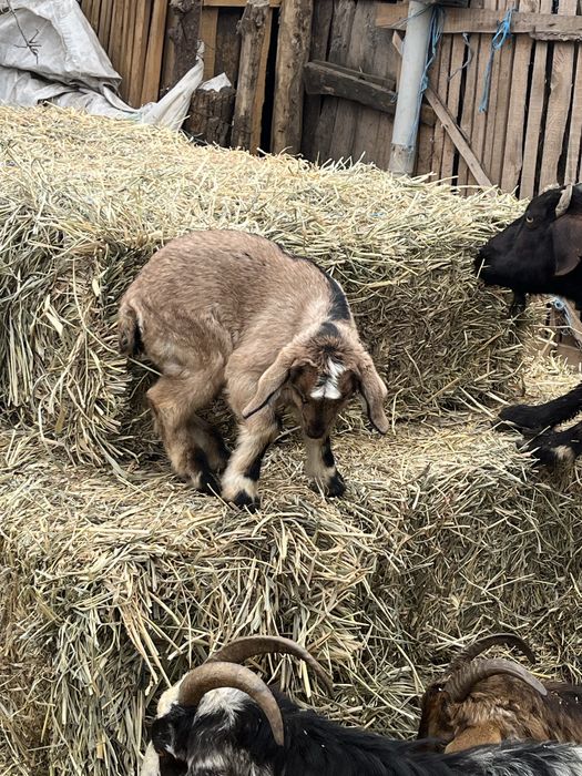 Vand capre cu iezi de langa ele