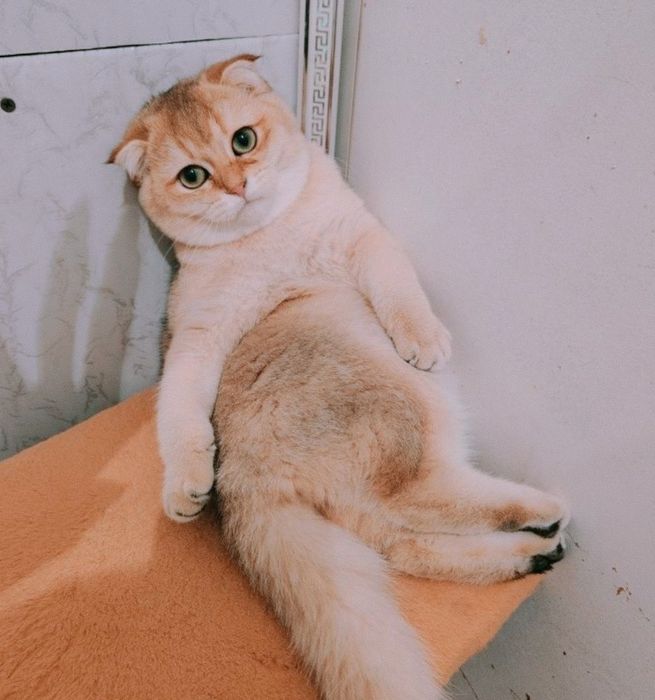 Котята Золотистые Фолды