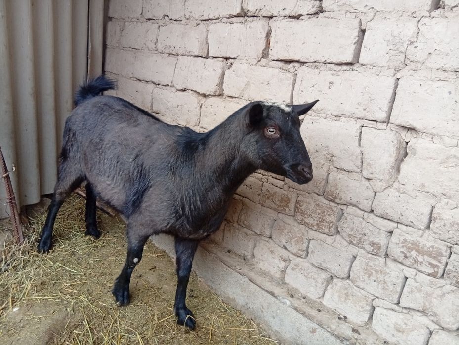 Алпиниски шыбыш сатылады