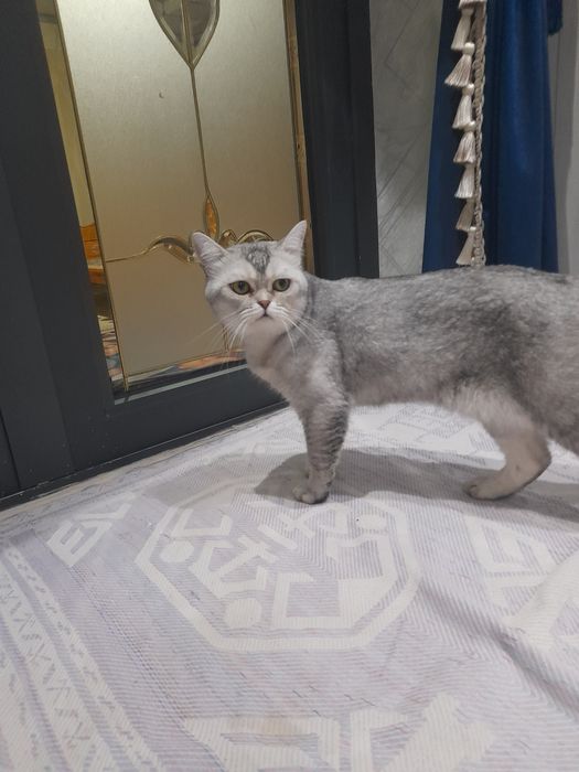 Erkak mushuk sotiladi