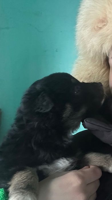 Щенки Дворняжки в Добрые Руки