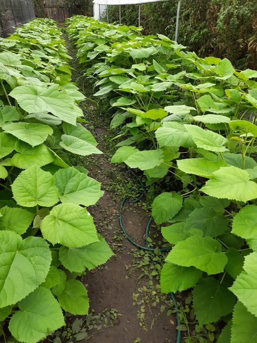 Paulownia 1 an, butași sau cu înălțimea de 1,5 m