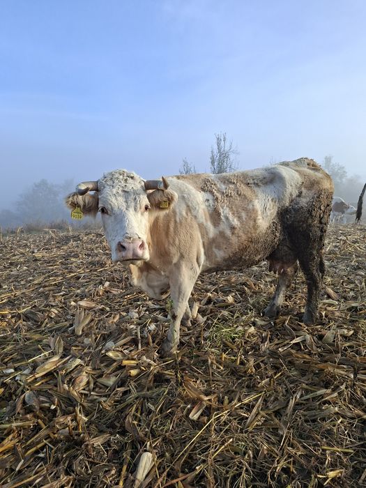 Vând vaca cu lapte