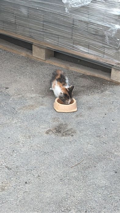 Отдам котенка в добрые руки