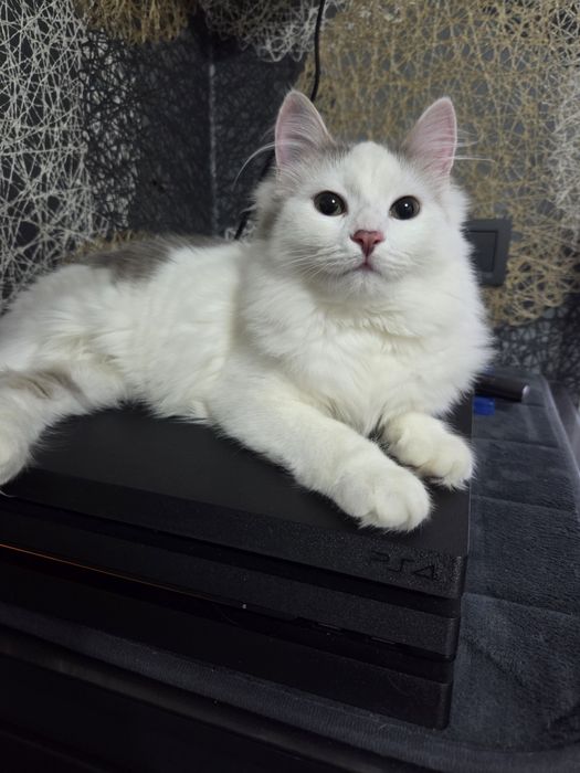 Киса ищет любящую семью.